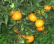 Import arance dall’Egitto, Ioppolo chiede sostegno al mercato agrumario siciliano