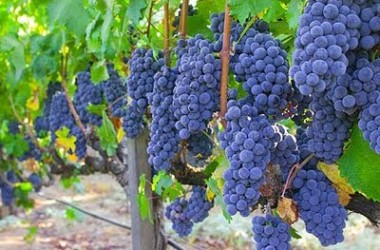 Vino: in Sicilia si brinda, meno produzione ma qualità eccellente