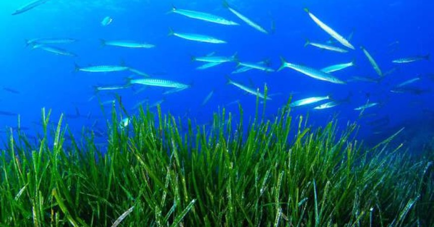 Alle Egadi la più estesa prateria d’Europa di Posidonia