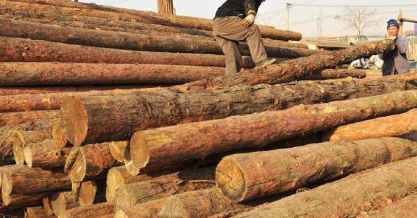 Stop a import legno illegale, Cdm approva decreto