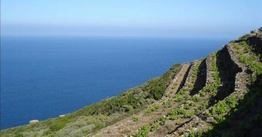 Primo sì Unesco a Vite alberello di Pantelleria in lista
