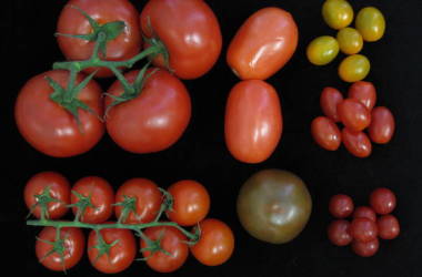 Arriva il super pomodoro, un kit di geni raddoppia la quantità di frutti
