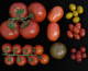 Arriva il super pomodoro, un kit di geni raddoppia la quantità di frutti