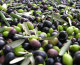 Coldiretti: Italia invasa dall’olio di oliva straniero
