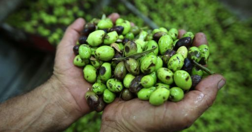 Per olio d’oliva italiano calo produzione del 35%. In Sicilia -22%