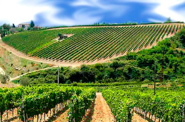 Italia leader nella produzione di vini biologici