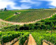 Italia leader nella produzione di vini biologici