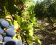 Crescono in Italia consumi di vino bio,+5,2% nel 2015. Sicilia regione leader per viti biologiche, 25mila ettari