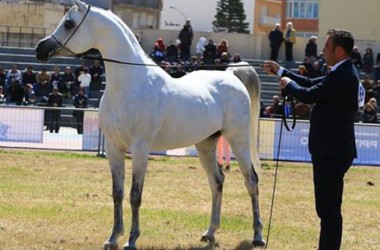 Arabian Horses Cup 2015 sabato a San Vito lo Capo