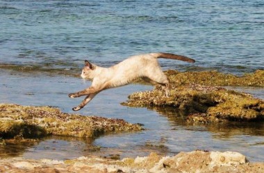 La favola di Pasqua, profuga siriana ritrova gatta persa in Sicilia