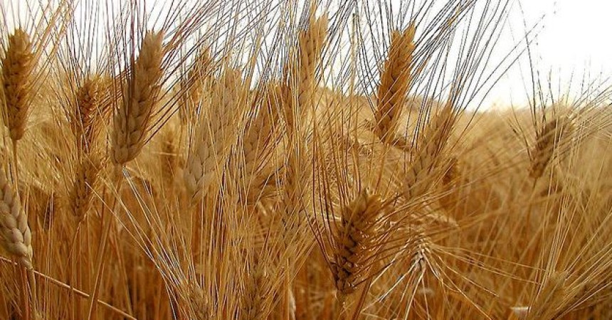 Agricoltura: Cra, ecco l’impronta digitale dei cereali siciliani