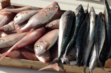 Conservazione del pesce a bordo ed etichettatura, si è concluso in Tunisia progetto di cooperazione