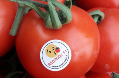 Pomodoro Redrock, il grappolo rosso ideale per l’export
