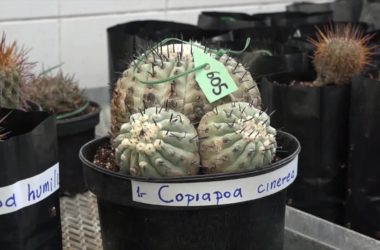 Cactus rarissimi sequestrati tornano in Cile