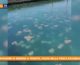 Invasione di meduse a Trieste, colpa della pesca eccessiva