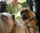 Maltrattamento cani e traffico di cuccioli, 40 denunce