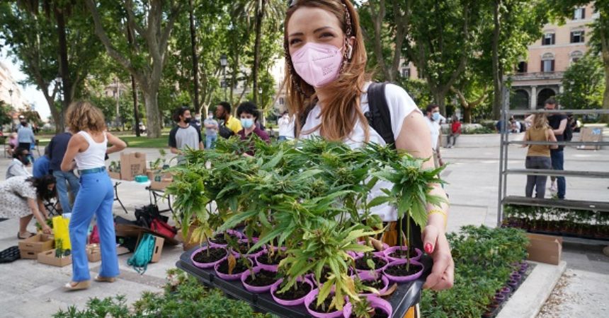 Cannabis, raggiunte 500.000 firme per referendum legalizzazione