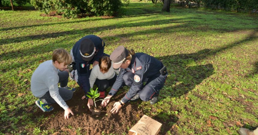 Centinaia di Alberi Falcone donati alle scuole