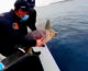 Carabinieri restituiscono al mare tartaruga marina “Fiamma”