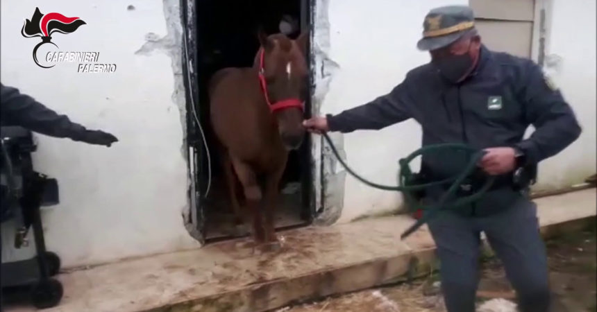 Corsa clandestina di cavalli a Palermo, denunciato secondo fantino