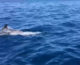 A Lampedusa tornano le balene e i delfini