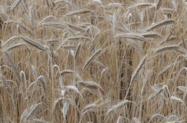 Russia e Ucraina firmano l’accordo sul grano