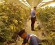 Scoperte due maxi piantagioni di marijuana vicino Roma, 11 arresti
