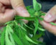 Sequestrata coltivazione di marijuana nel cuore di Ancona