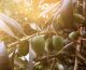 Siccità, annata difficile per l’olivicoltura