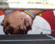 A Pesaro un nuovo murales ecologico contro le discriminazioni