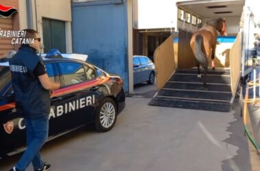I carabinieri interrompono una corsa clandestina di cavalli a Nicolosi, 9 denunce