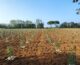 A Udine un nuovo bosco urbano da 3 mila piante