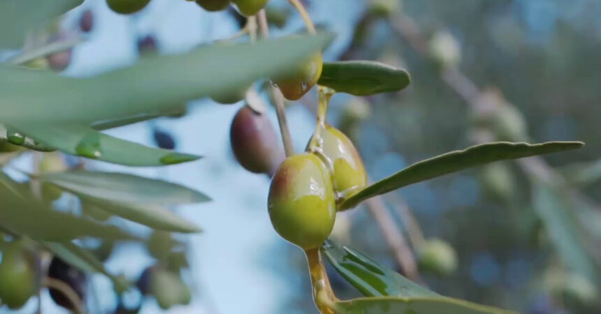 Olio, produzione in calo del 30%