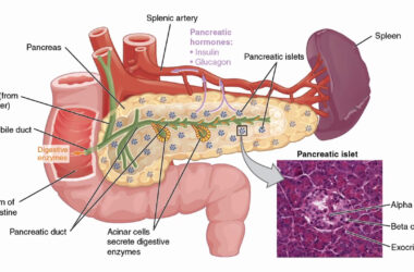 L’autotrapianto per gli interventi sul pancreas