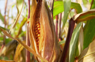 Crolla la produzione italiana di mais