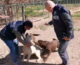 Controlli nei canili di tutta Italia, i Nas sequestrano 871 cani