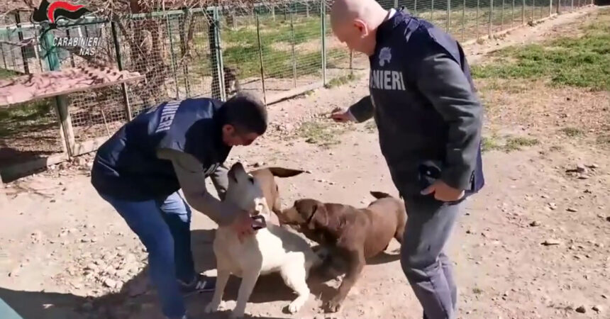 Controlli nei canili di tutta Italia, i Nas sequestrano 871 cani