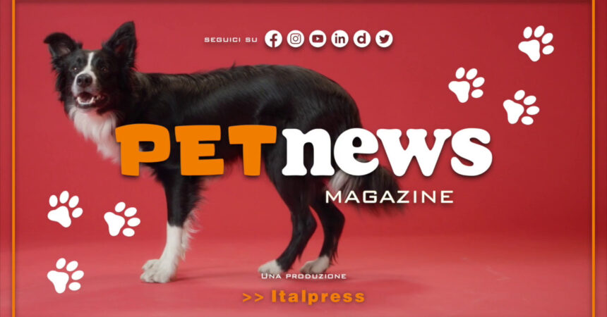 PetNews Magazine – 7/2/2023