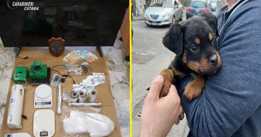 Il cucciolo “Dante” a difesa del fortino della droga, 5 arresti a Catania