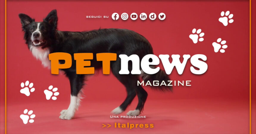 PetNews Magazine – 4/4/2023