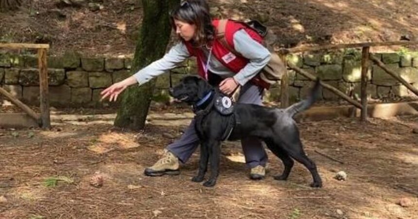 Dopo l’asino “operatore ecologico”, a Castelbuono un labrador raccoglie plastica abbandonata