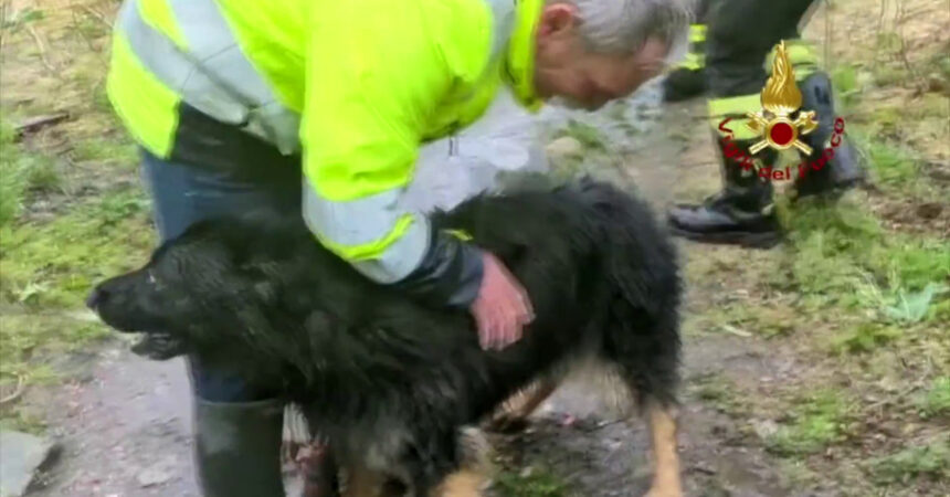 Vigili del Fuoco salvano cane finito tra le rapide del fiume Stura