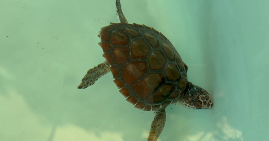 Giornata degli Oceani, torna in mare la piccola tartaruga Gui