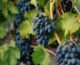 Vino, allarme per il calo della produzione di uva
