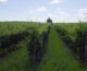 Al via “FreeCO2”, imprese vitivinicole più sostenibili