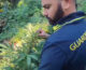 Tre coltivazioni di marijuana scoperte tra i boschi a Lamezia Terme