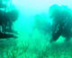 Marevivo, ripopolati 100 mq di cymodocea nodosa nel Golfo di Trieste