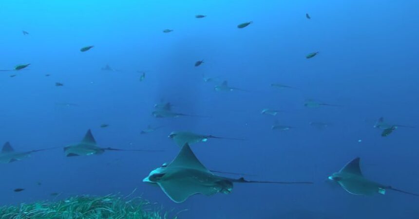 Nuove aree per squali e razze, docente UniPa nel team di 160 ricercatori