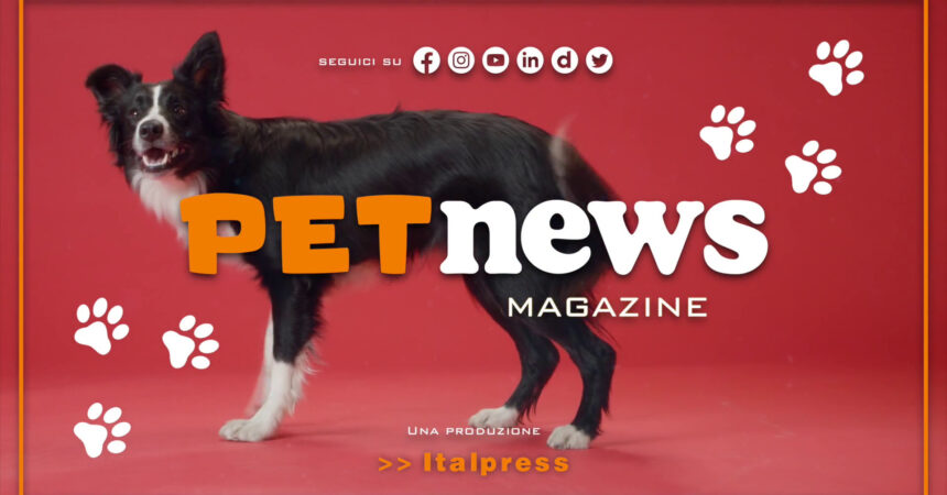 PetNews Magazine – 24/10/2023