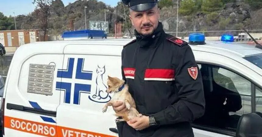 Cagnolino lasciato in auto salvato dai Carabinieri a Catania